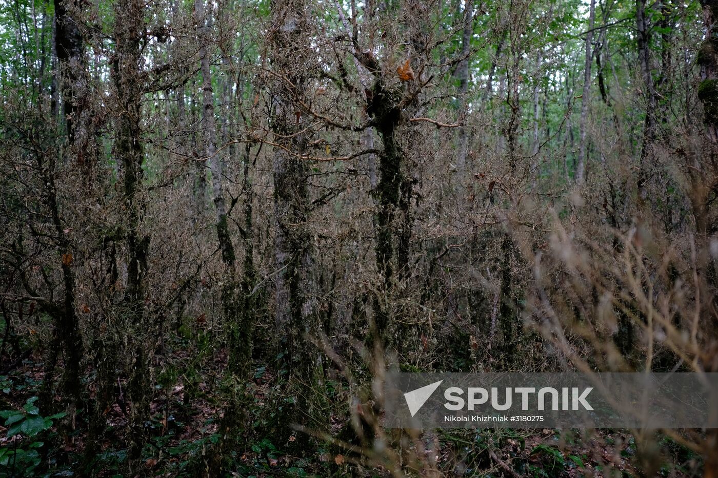 Boxtree forest in Krasnodar Territory