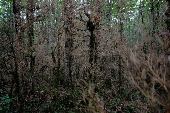 Boxtree forest in Krasnodar Territory