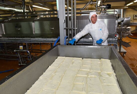 Cheese making at Umalat creamery, Bryansk Region