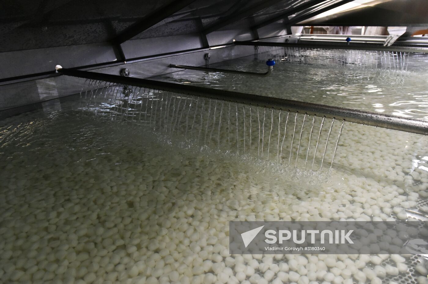 Cheese making at Umalat creamery, Bryansk Region