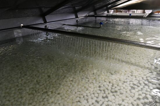 Cheese making at Umalat creamery, Bryansk Region