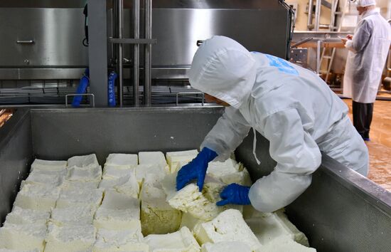 Cheese making at Umalat creamery, Bryansk Region