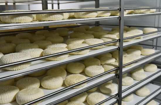 Cheese making at Umalat creamery, Bryansk Region