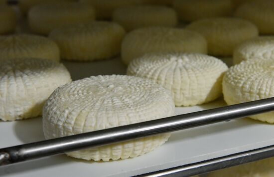 Cheese making at Umalat creamery, Bryansk Region
