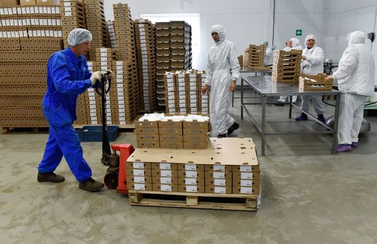 Cheese making at Umalat creamery, Bryansk Region