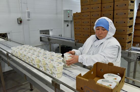 Cheese making at Umalat creamery, Bryansk Region