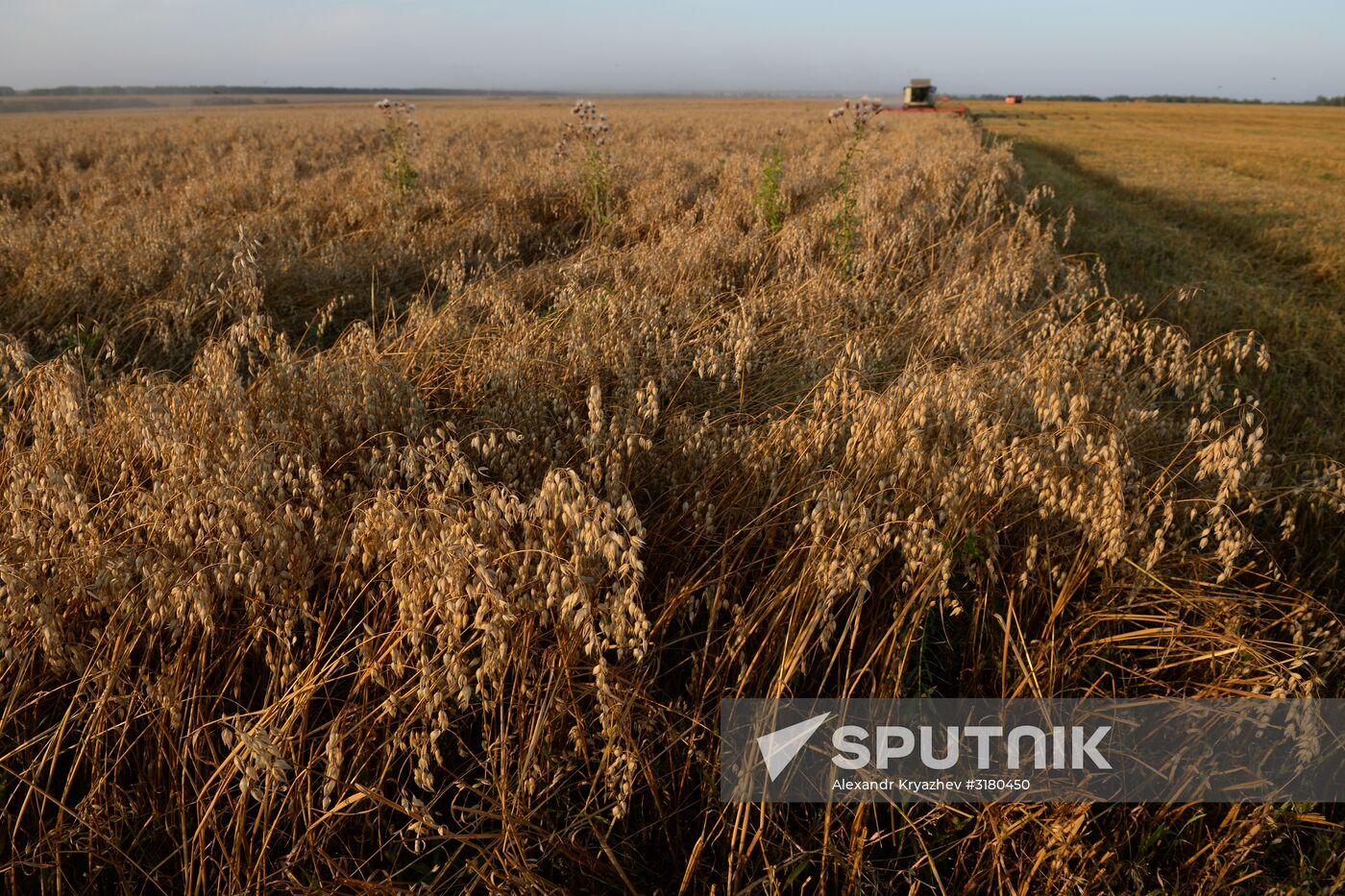 Harvesting grain in Novosibirsk Region