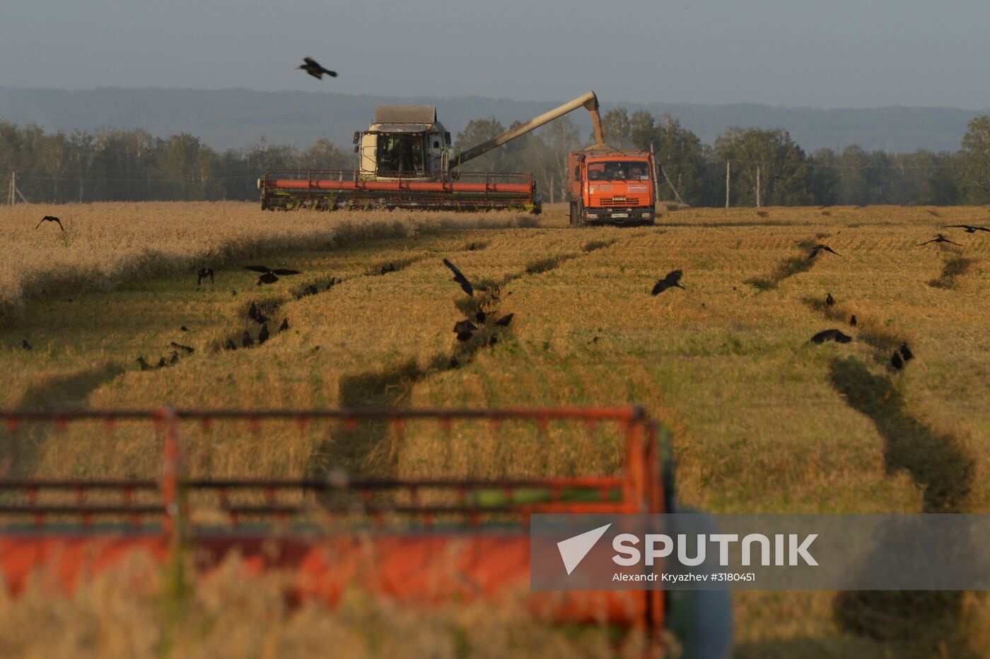 Harvesting grain in Novosibirsk Region