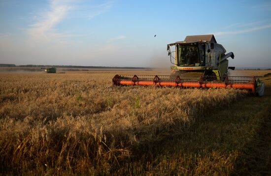 Harvesting grain in Novosibirsk Region