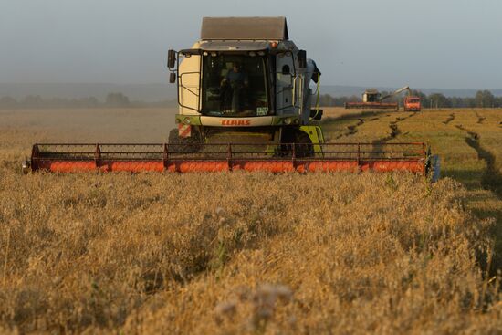 Harvesting grain in Novosibirsk Region