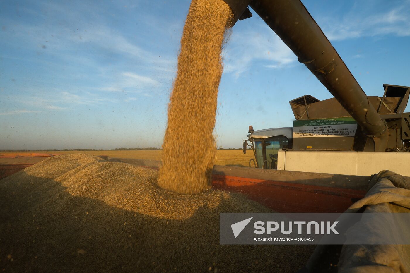 Harvesting grain in Novosibirsk Region