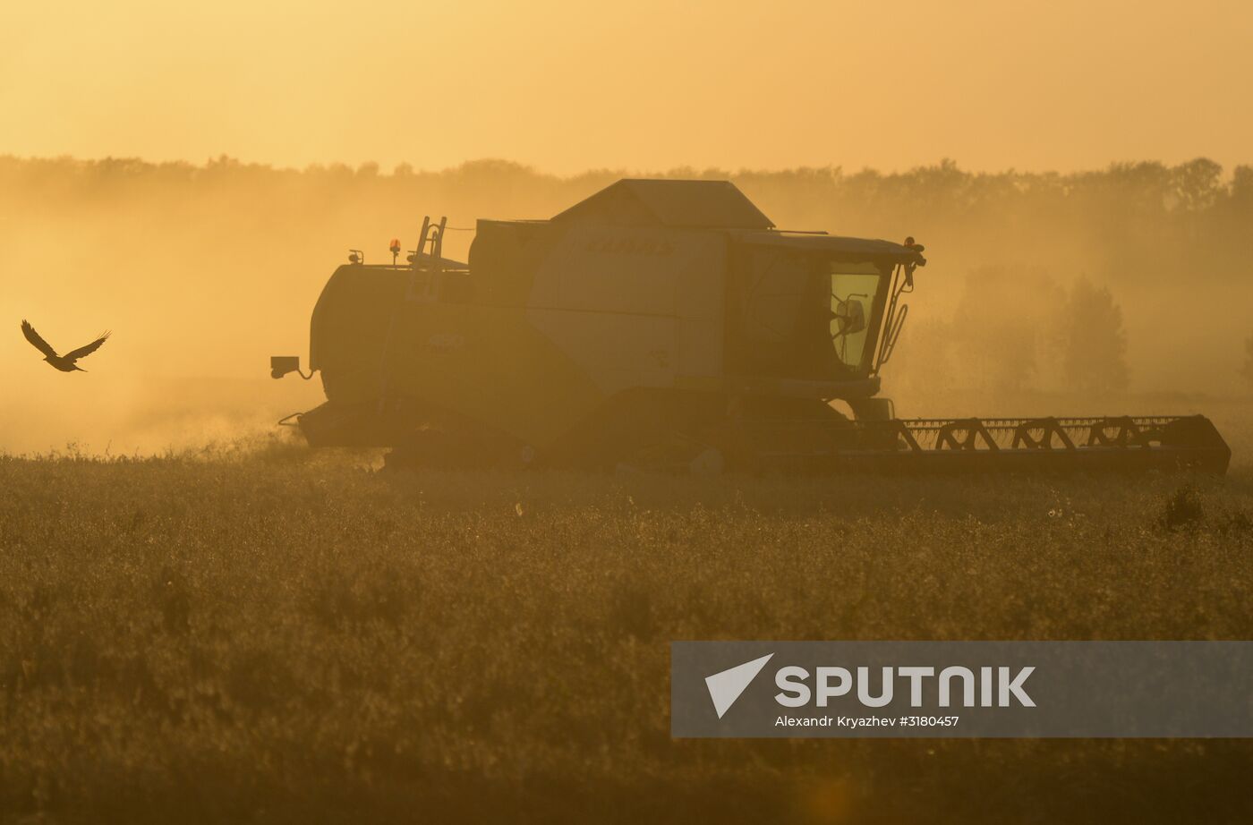 Harvesting grain in Novosibirsk Region