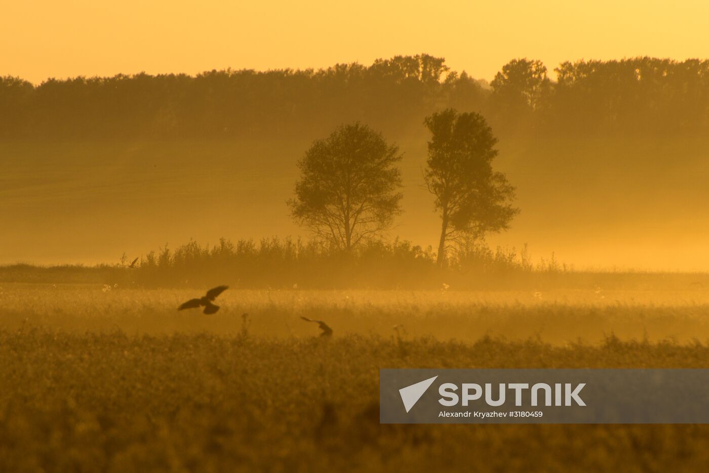 Harvesting grain in Novosibirsk Region