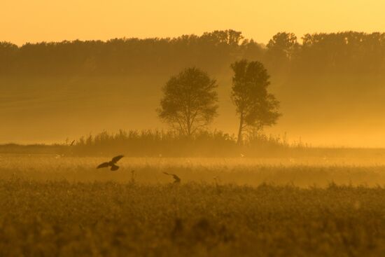 Harvesting grain in Novosibirsk Region