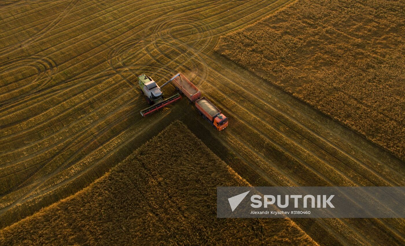 Harvesting grain in Novosibirsk Region