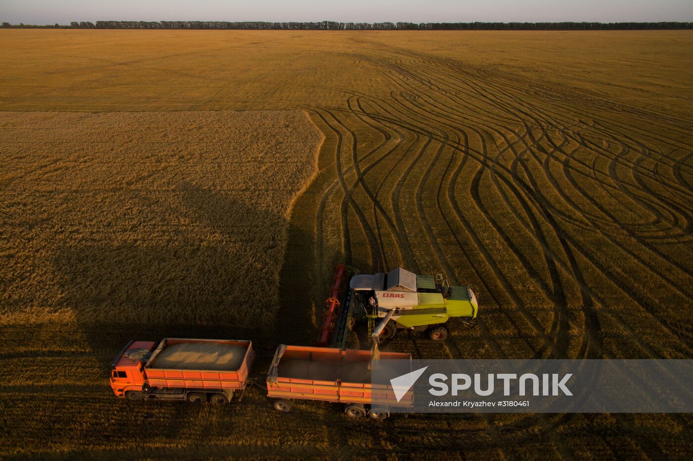 Harvesting grain in Novosibirsk Region