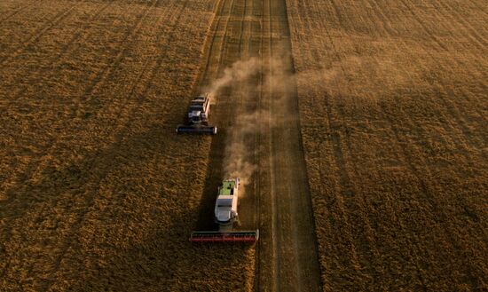 Harvesting grain in Novosibirsk Region