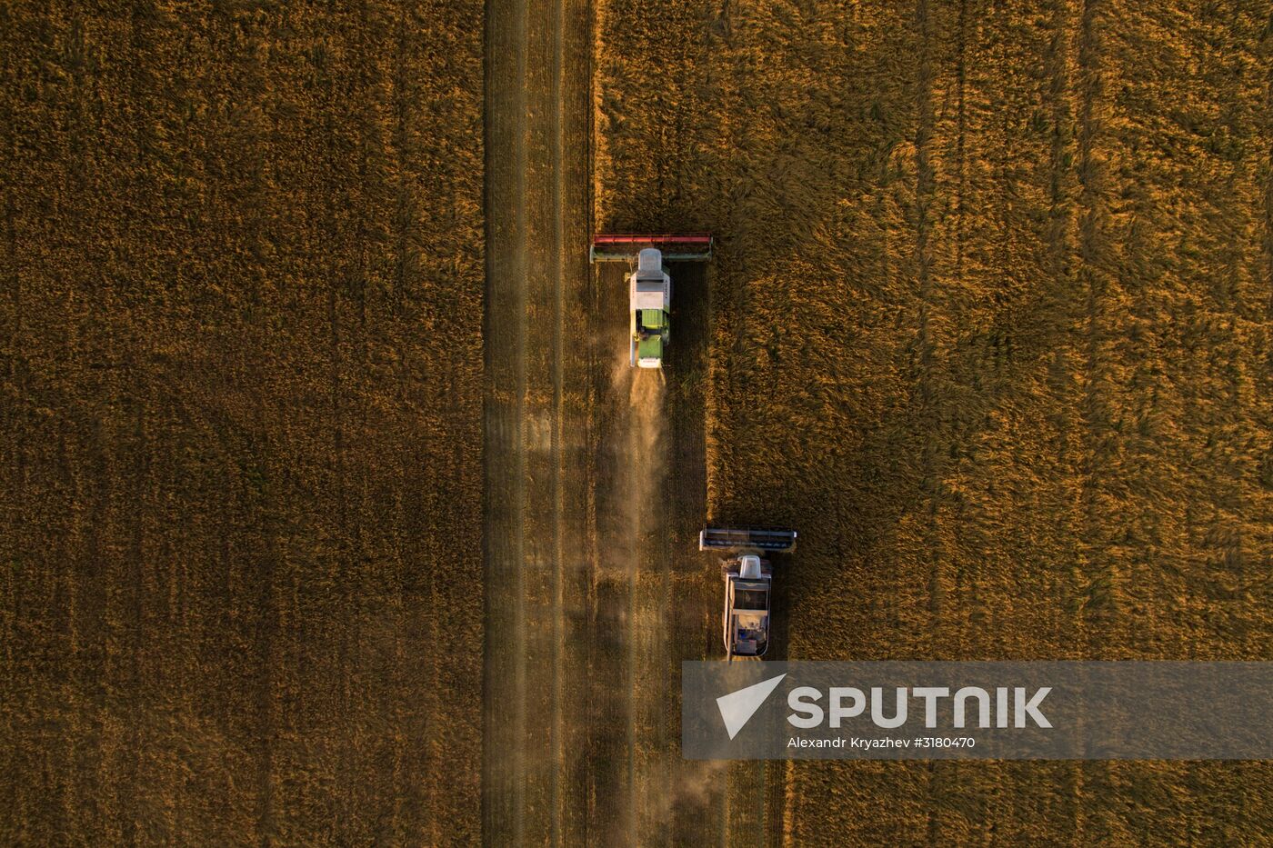 Harvesting grain in Novosibirsk Region