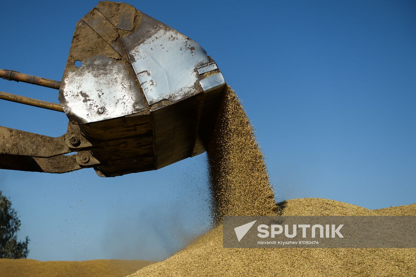 Harvesting grain in Novosibirsk Region