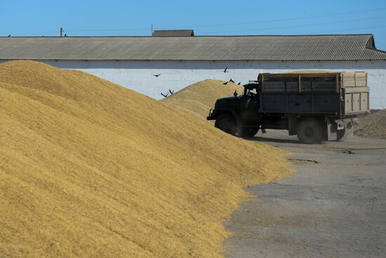 Harvesting grain in Novosibirsk Region