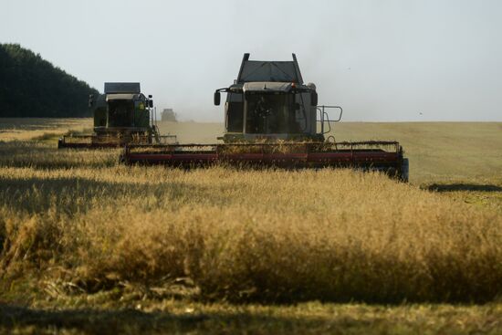 Harvesting grain in Novosibirsk Region