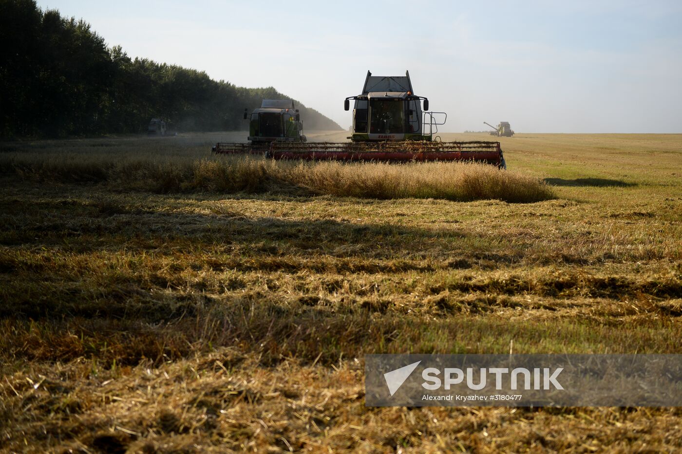 Harvesting grain in Novosibirsk Region