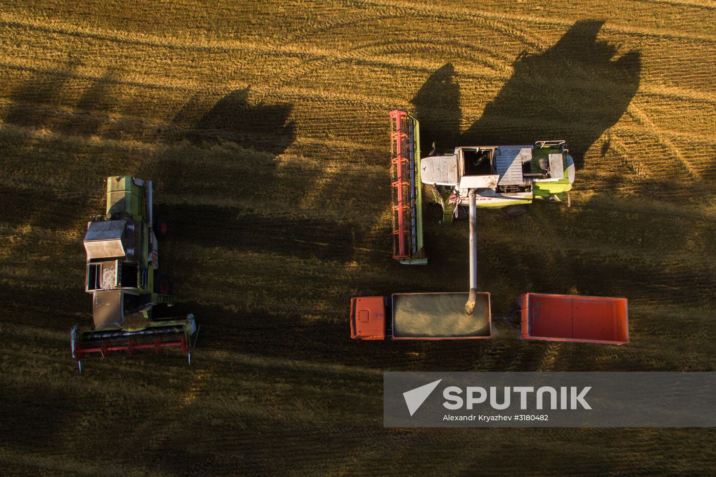 Harvesting grain in Novosibirsk Region