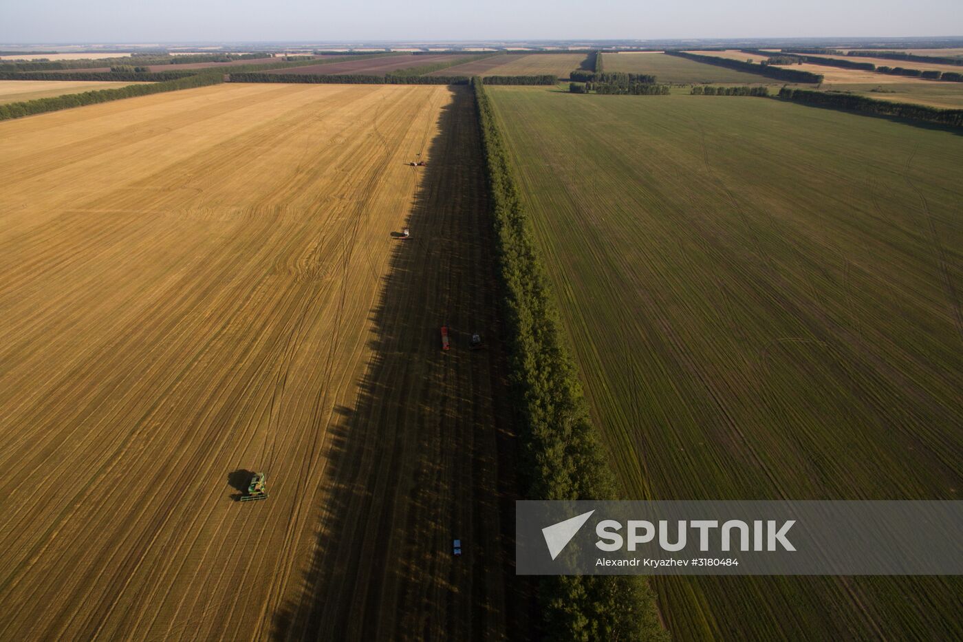 Harvesting grain in Novosibirsk Region