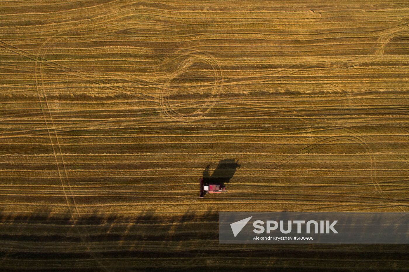 Harvesting grain in Novosibirsk Region