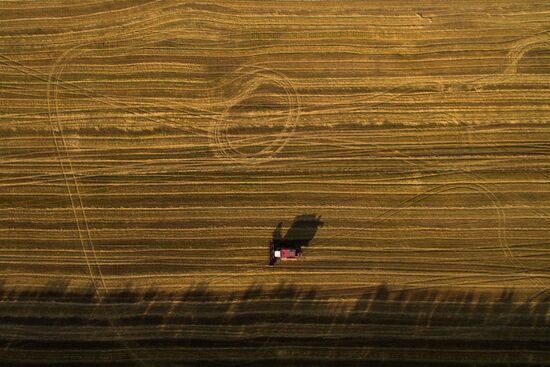 Harvesting grain in Novosibirsk Region