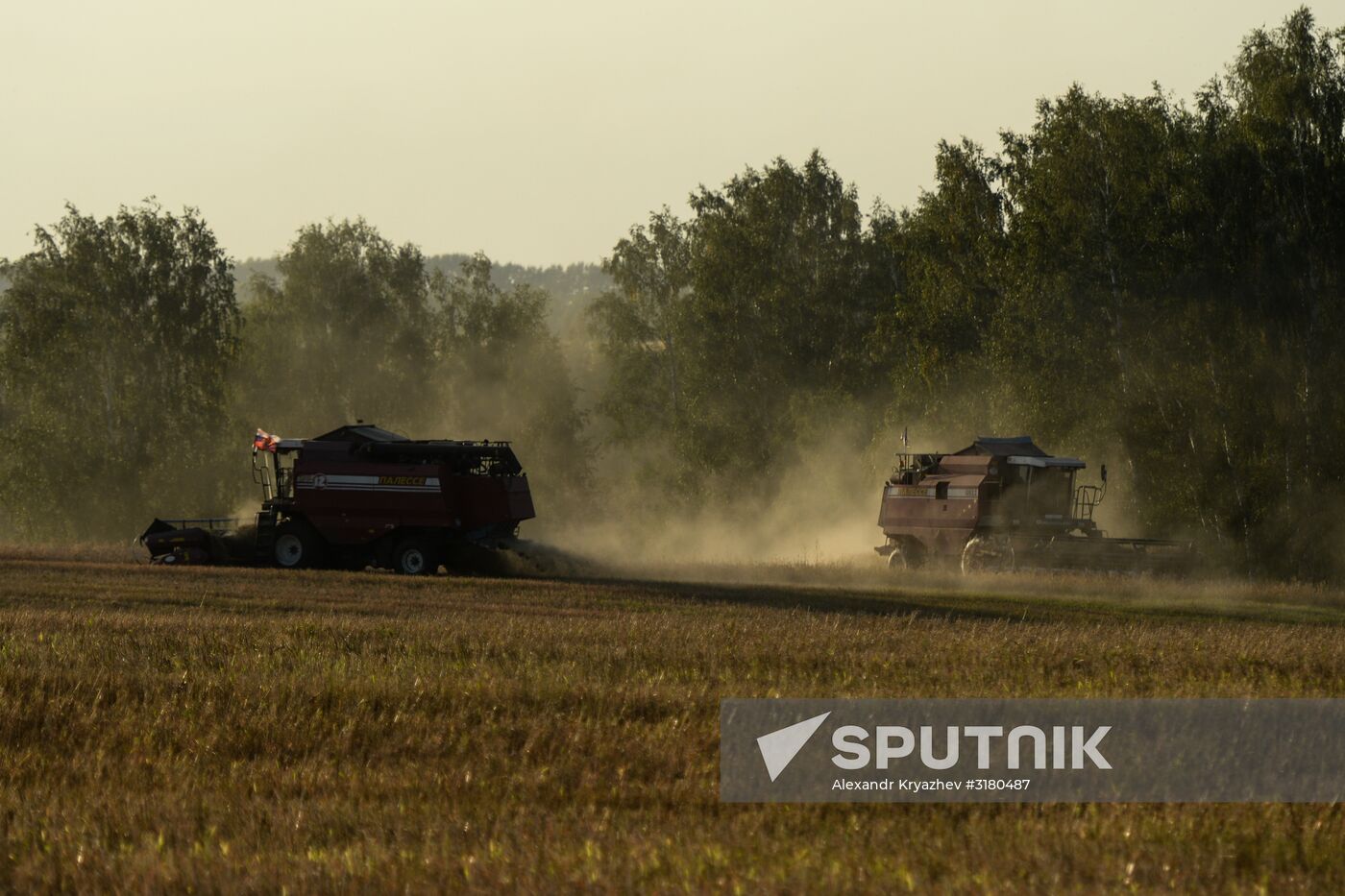 Harvesting grain in Novosibirsk Region