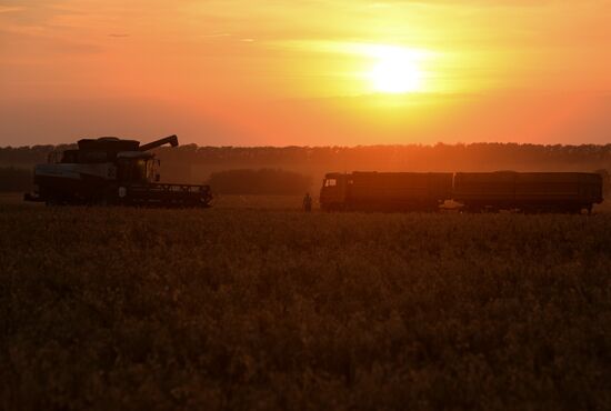 Harvesting grain in Novosibirsk Region