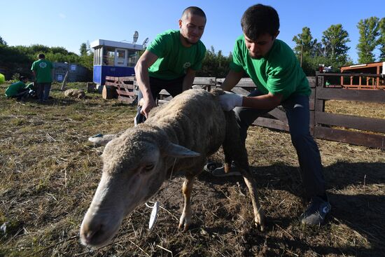 Eid al-Adha celebration in Russian regions
