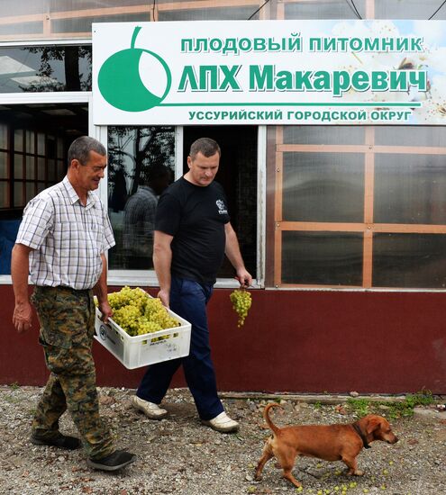 Harvesting of wine grapes in Primorye Territory