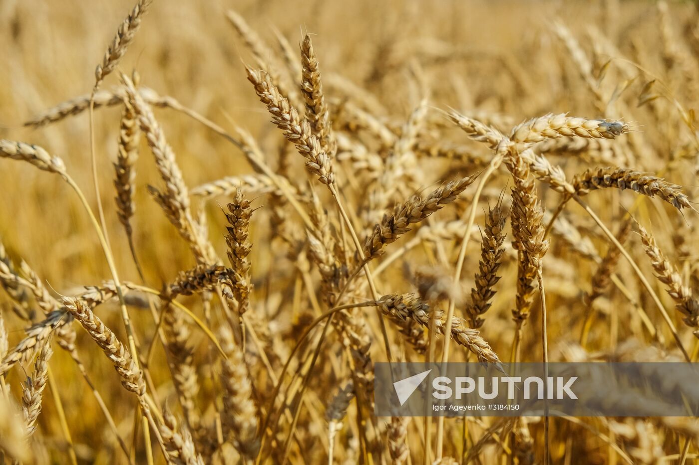 Wheat fields in Ulyanovsk Region