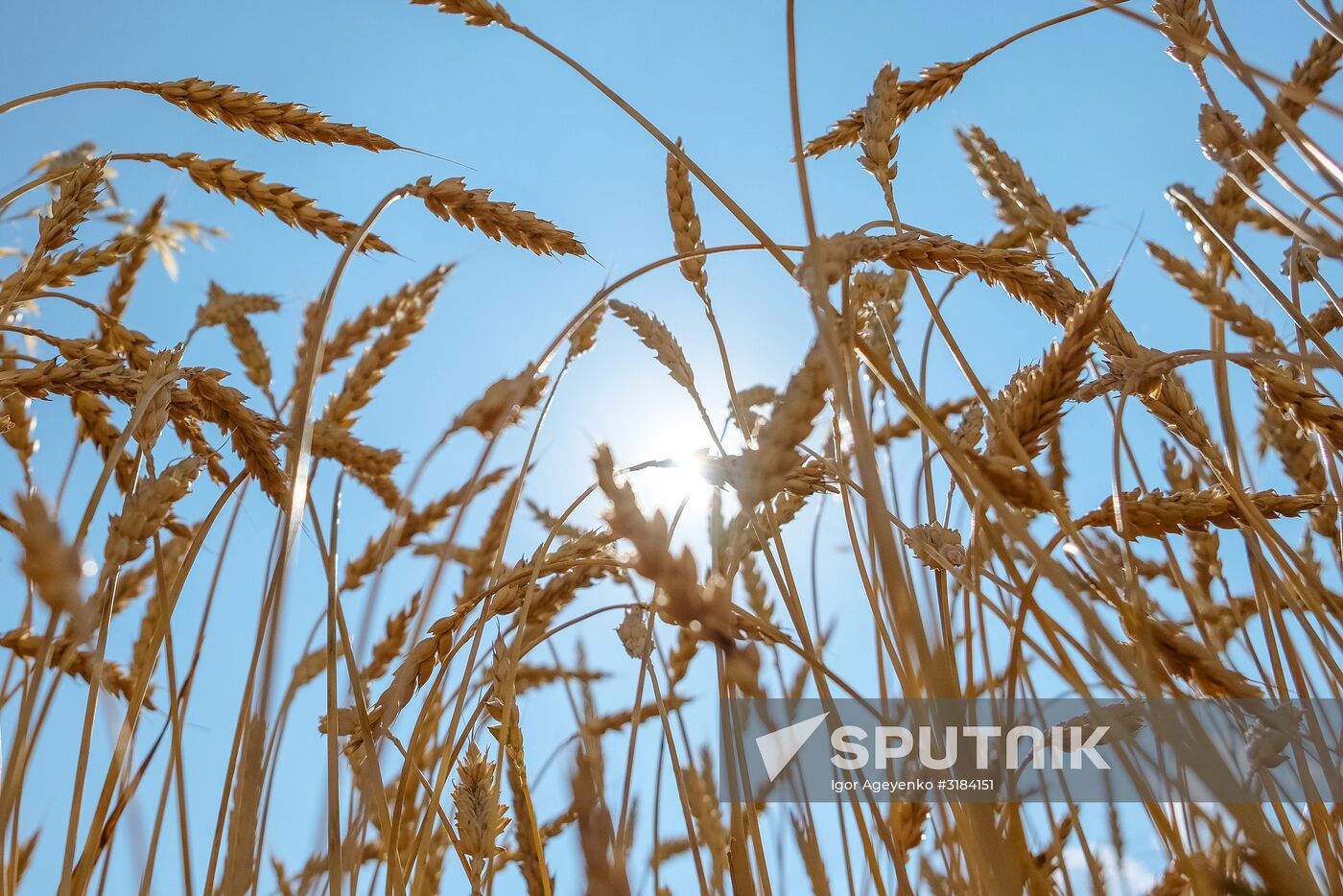 Wheat fields in Ulyanovsk Region