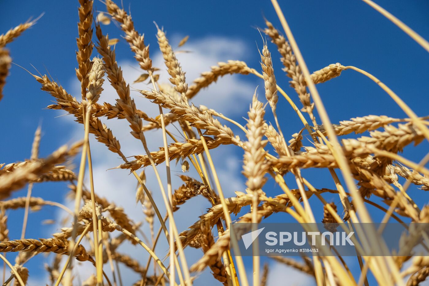 Wheat fields in Ulyanovsk Region