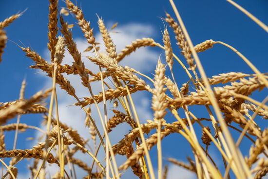 Wheat fields in Ulyanovsk Region