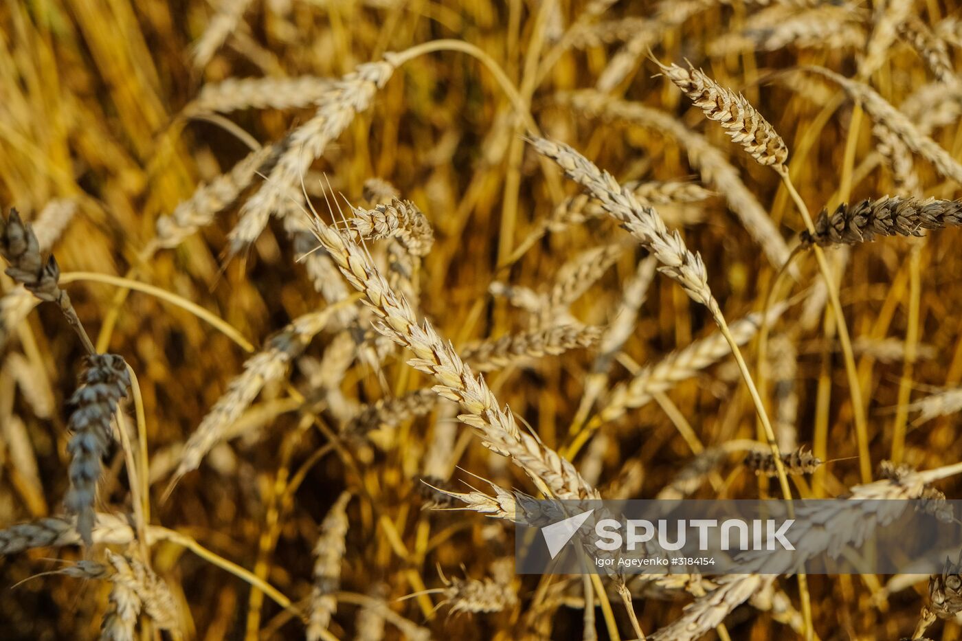 Wheat fields in Ulyanovsk Region
