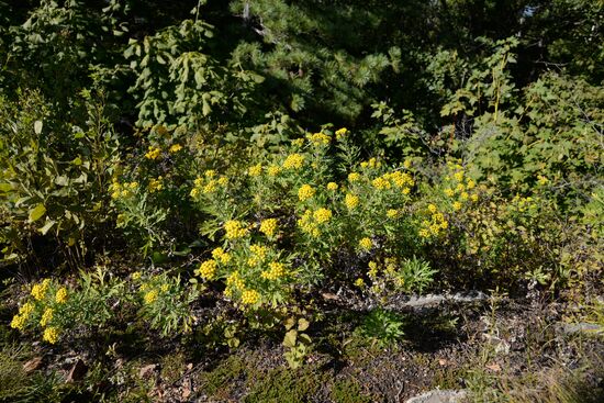 Bolshekhekhtsirsky reserve