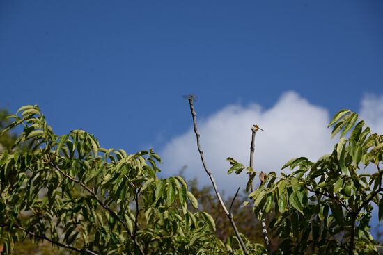 Bolshekhekhtsirsky reserve