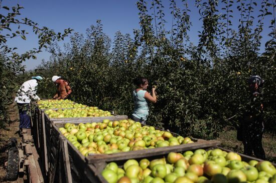Harvesting apples and plums in Stavropol Territory