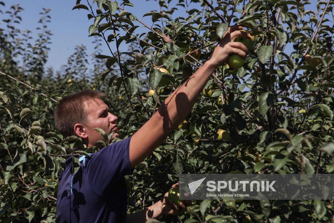 Harvesting apples and plums in Stavropol Territory