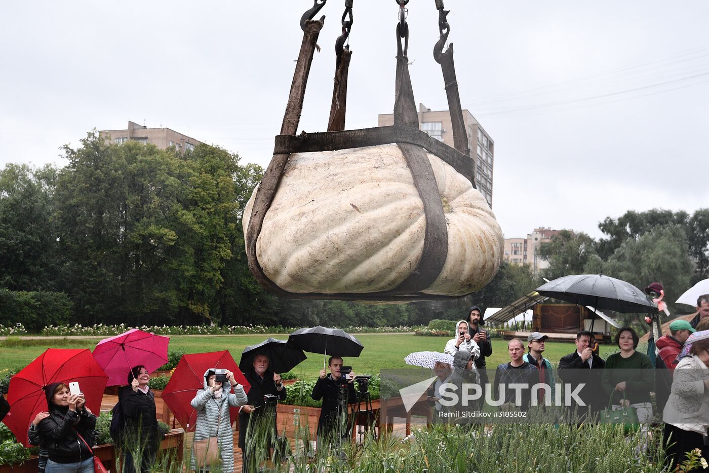 Presentation of the largest pumpkin in Moscow