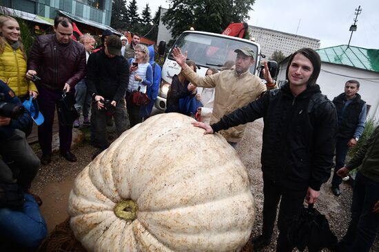 Presentation of Russia's largest pumpkin