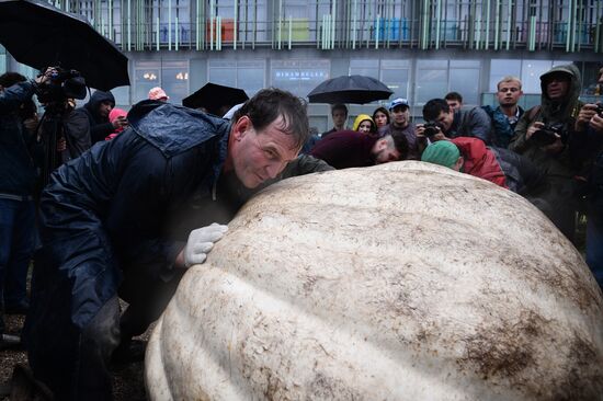 Presentation of Russia's largest pumpkin