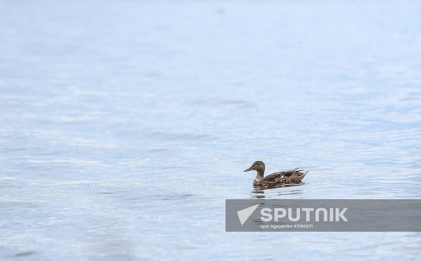 Lake Onega in Karelia
