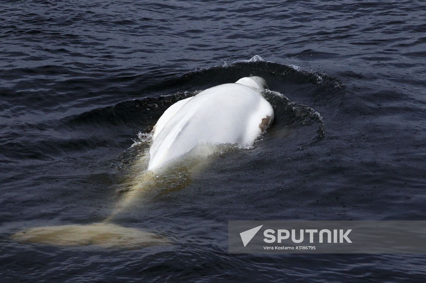 Nature of Chukotka