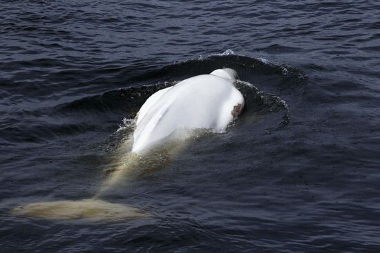 Nature of Chukotka