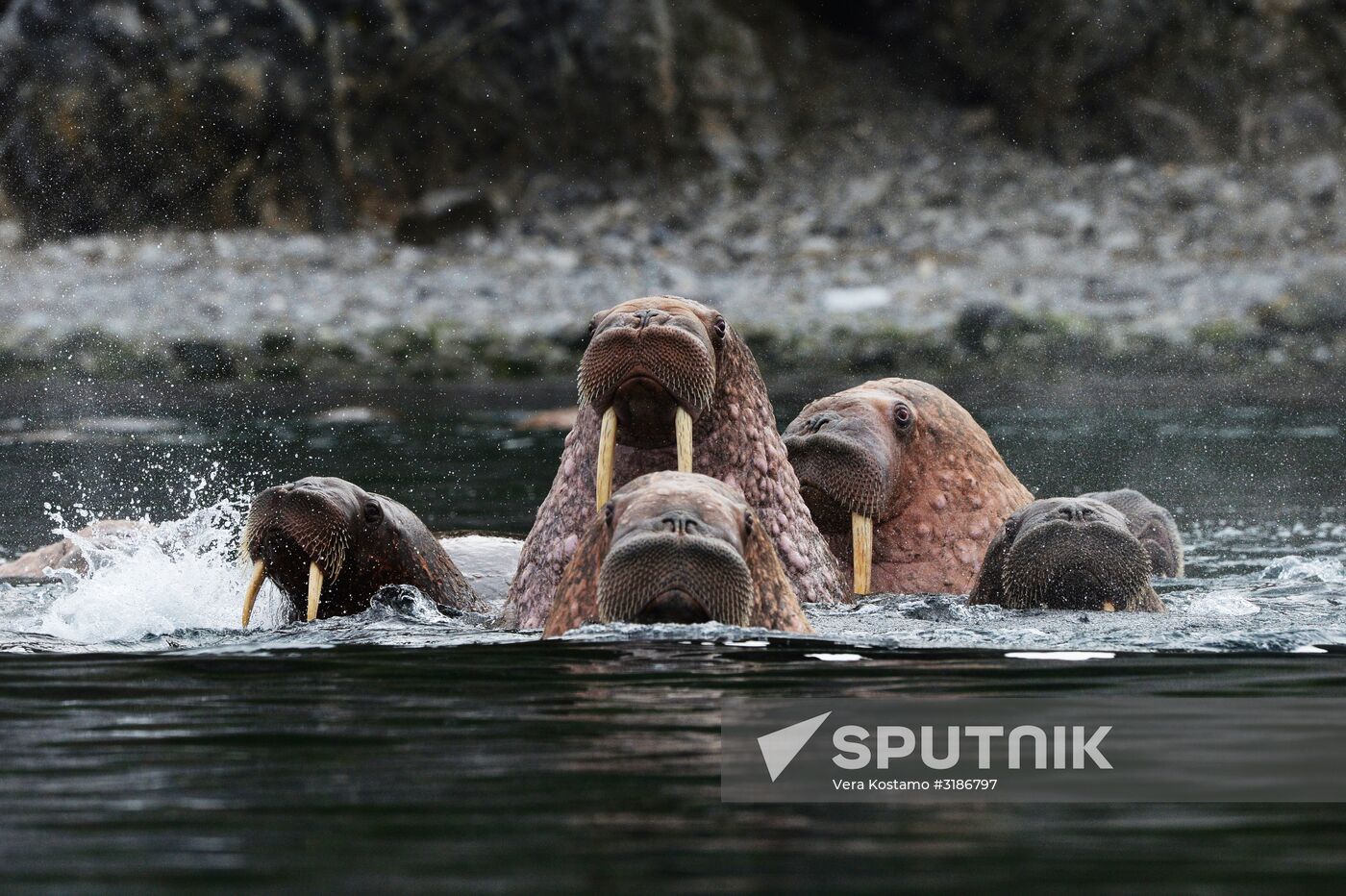 Nature of Chukotka